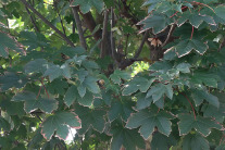 Ahornblätter mit schwarzen Rändern infolge Trockenheit.