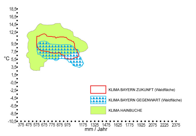 Klimahülle - Hainbuche (Carpinus betulus): Die klimatischen Standortsansprüche der Hainbuche stimmen mit dem zukünftigen Klima in Bayern noch mehr überein als mit dem gegenwärtigen.