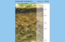 Bodenprofil mit verschiedenen Bodenschichten in unterschiedlichen Farben, Steinen und Wurzeln  (Foto: Alfred Schubert).