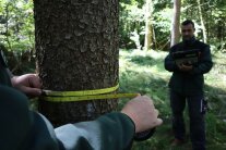 Hände halten Maßband um Baumstamm, Mann mit Laptop steht im Hintergrund