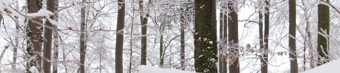 Header Buchen im Winter (© G. Brehm)