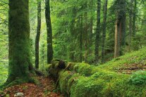 Laubwald mit einem bemoosten Baumstamm im Mittelpunkt.