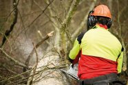 Person schneidet mit Motorsäge Äste an einem Baumstamm ab.