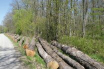 Holzstämme liegen nebeneinander aufgereiht auf einem Grünstreifen.