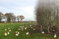 Hühner auf Grünland neben einer Kurzumtriebsplantage.