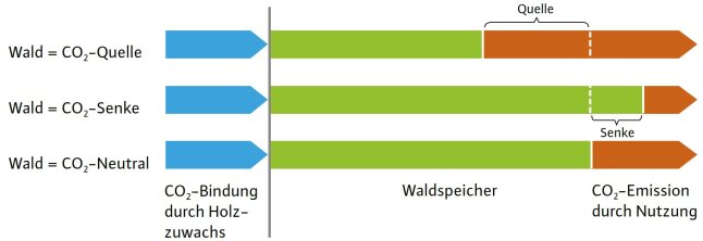 Diagramm zeigt die Treibhausgasbilanzierung des Waldspeichers