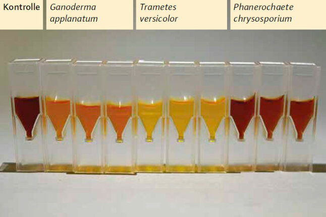 Presswasserproben mit verschiedenen Weißfäule-Pilzen, von orange bis rot verfärbt.