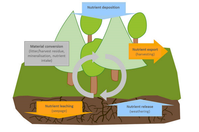 Schematic representation of nutrient flows in managed forests