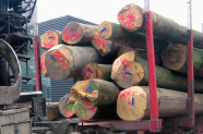 Farblich und mit Transpondern markiertes Stammholz auf einem Transportgefährt.