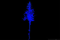 Dunkelblaue Laseraufnahme eines Nadelbaums.