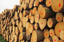 A large pile of sawlogs with red marks on the cross sections.