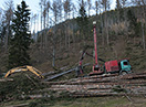 Seilkran und Baggerprozessor bei der Holzernte und Holzbringung im Gebirge