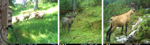 Drei Fotos mit Rotwild aufgenommen mithilfe automatischer Wildtierkameras