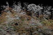 Grafik zeigt ein flugzeuggestütztem Laserscanning.