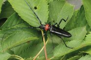 Ein schwarzer Käfer auf einem Kirschblatt