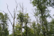 Laubwald mit vereinzelt abgestorbenen, kahlen Kronen.