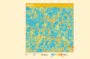 Grafik mit verschiedenfarbigen Punkten zeigt den NDVI.