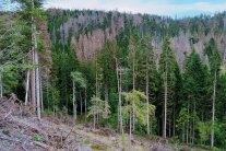 Blick auf einen Borkenkäferbefallenen Bestand mit vielen toten Baumkronen