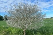 Baum mit Gespinsten