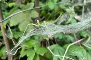 Gespinst an Zweig mit Raupen