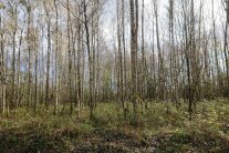 Moorwald aus vielen jungen Birken