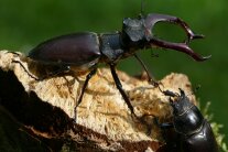 zwei Käfer auf einem Stück Holz