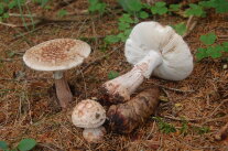 Drei helle Pilze mit Lamellen auf Waldboden mit Fichtennadeln
