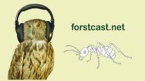 Forstcast.net-Schrift grün und Eule mit Kopfhörern. Daneben krabbelt eine Ameise.