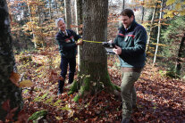 LWF-Leiter und Inventurleiter messen den Umfang eines dicken Baums im Wald