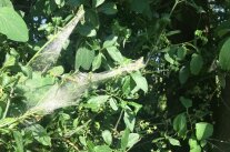 Gespinste im Laub einer Hecke