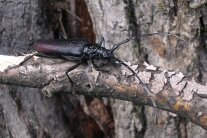 länglicher schwarzbrauner Käfer auf einem Zweig