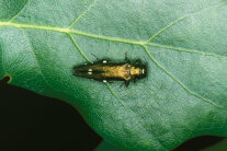 Grünglänzender länglicher Käfer mit 4 weißen Punkten am Hinterleib auf einem grünen Blatt
