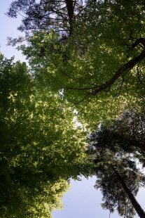 Blick in die Baumkronen