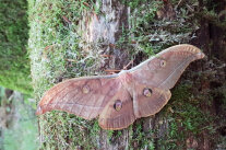 Btauner Schmetterling mit augenähnlichen Zeichnungen auf den Flügeldecken sitzt auf einem bemoosten Baumstamm.