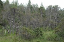 Moorwald mit kleinen, verkahlenden Kiefern