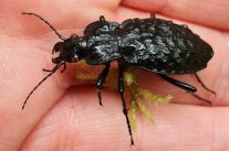 Schwarzer, glänzender Käfer in einer Handfläche