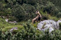 Gams auf einer Bergwald-Wiese