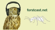 Forstcast1t