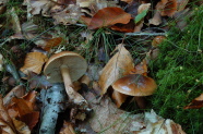 Braune Pilze auf Waldboden.