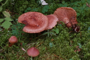 Pilzgruppe am moosigen Waldboden