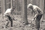 Teaserbild Video Holzeinschlag