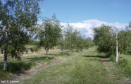 Das Foto zeigt eine Birkenplantage in Öland (Südschweden).