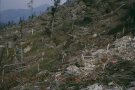 Kahle Fläche nach dem Sturm 1991