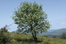 Freistehender Baum in einer Hügellandschaft.
