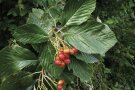 Rote Beerenfrüchte an Mehlbeerenzweigen.