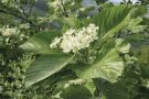 Weiße Blüte an einem grünen Trieb.
