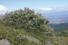 Strauchförmiger Baum in einer Hügellandschaft.