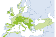 Grafik von Europa mit grüner Markierung des Verbreitungsgebiets der Mehlbeere.