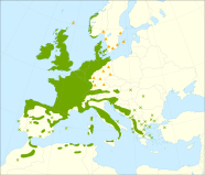 Europakarte mit grün markierten Gebieten für das Vorkommen von Stechpalme.