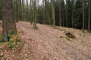 Buchenmischwald im Herbst mit viel Buchenstreu auf dem Boden
